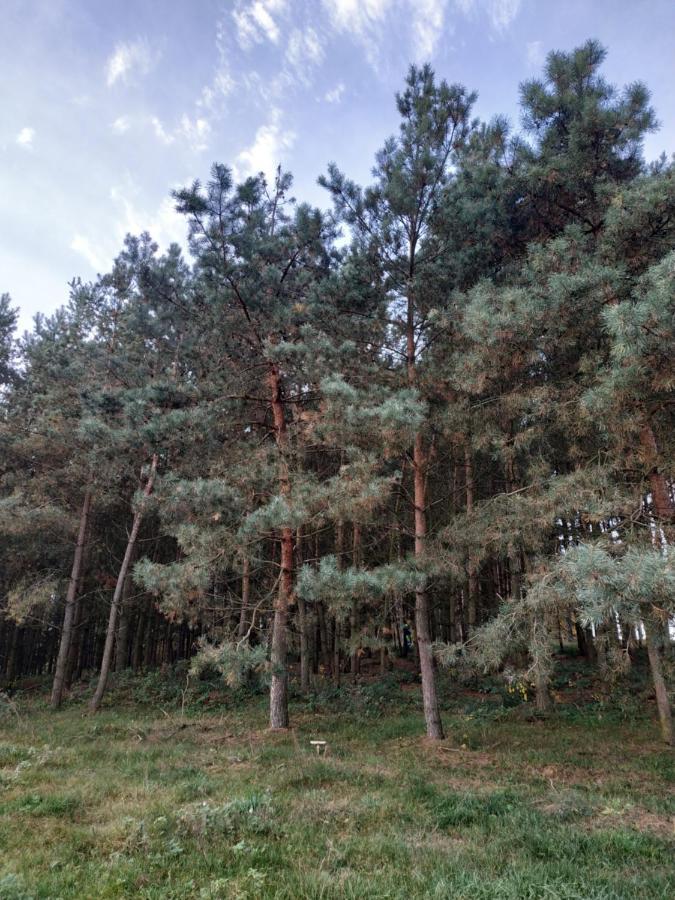 Domki Nad Jeziorem - Zalesie 7D Zalesie (Olsztyn) Exteriör bild